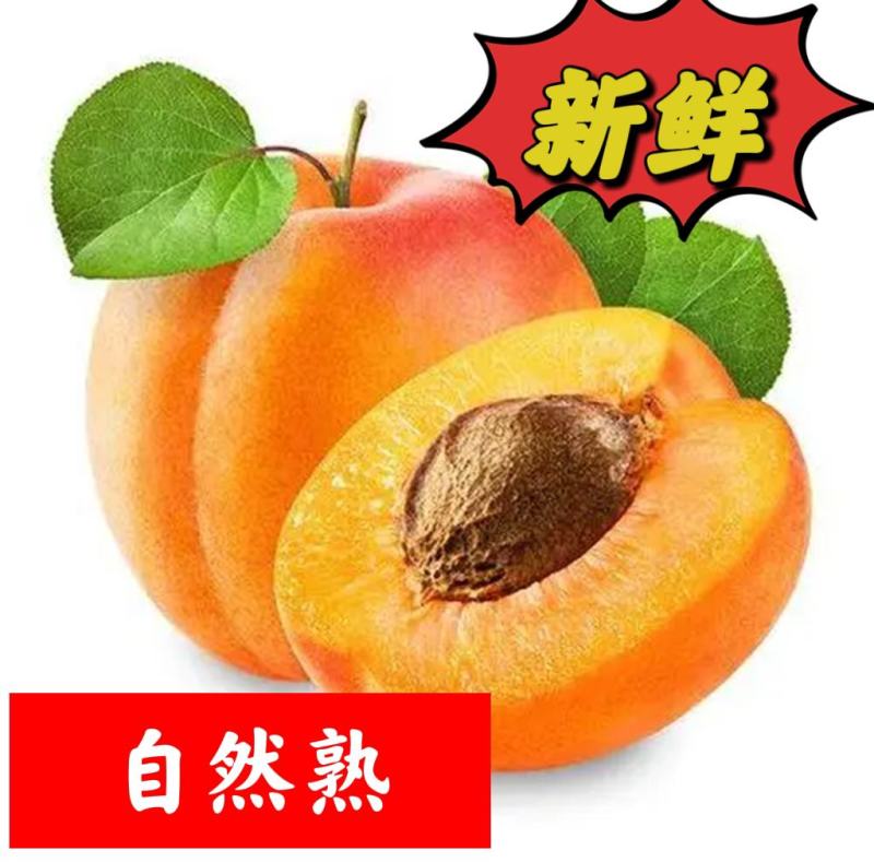 新鲜水果杏甜杏55MM以上产地现摘坏果包赔