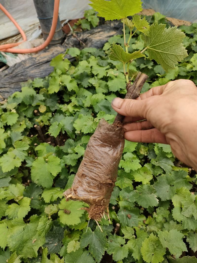巨丰营养杯苗，三叶一心发货，南北方均可种植。