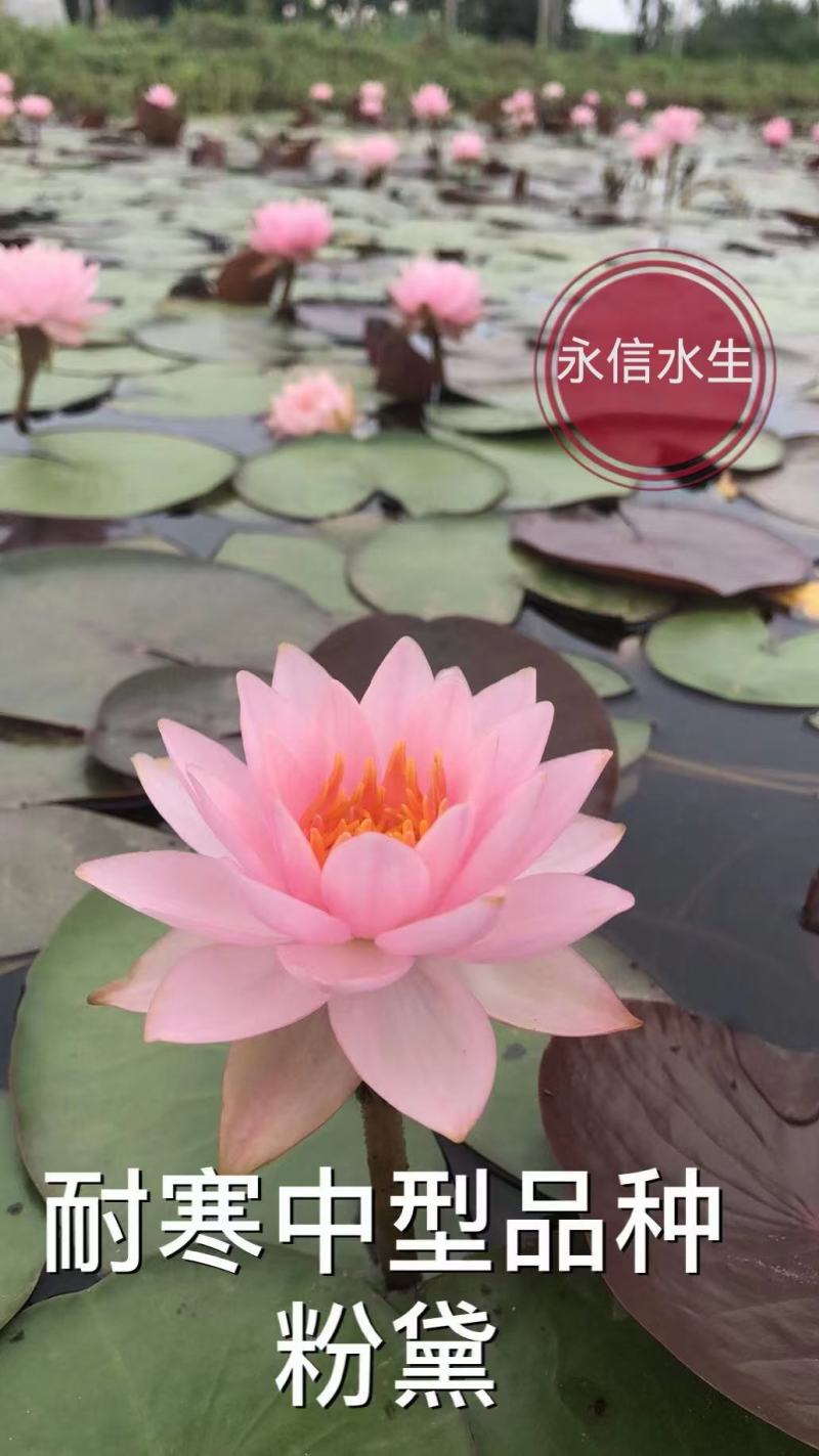 永信水生植物睡莲苗颜色各异当年开花，签合同包成活