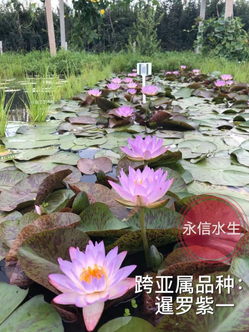 永信水生植物睡莲苗颜色各异当年开花，签合同包成活