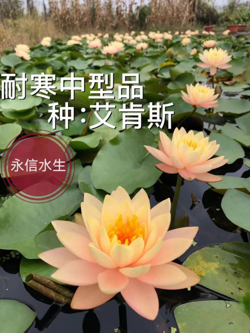 永信水生植物睡莲苗颜色各异当年开花，签合同包成活