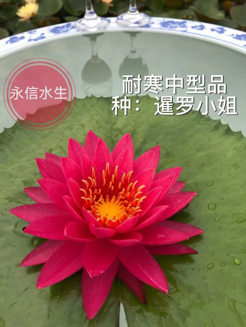 永信水生植物睡莲苗颜色各异当年开花，签合同包成活