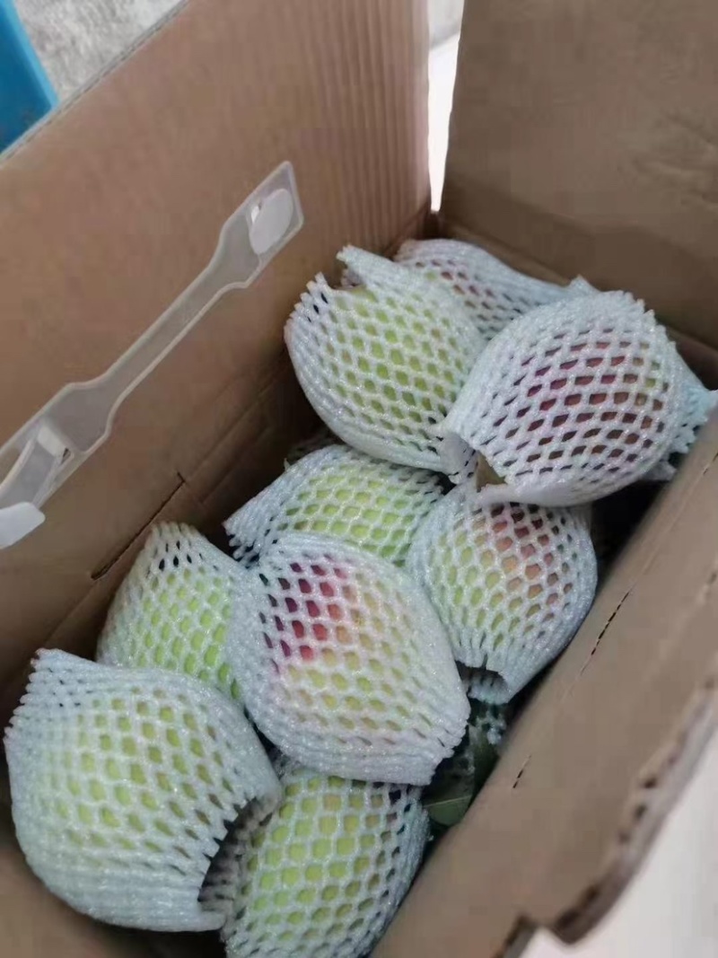 广东鹰嘴桃