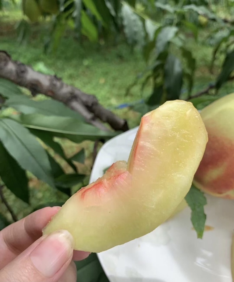 广东鹰嘴桃