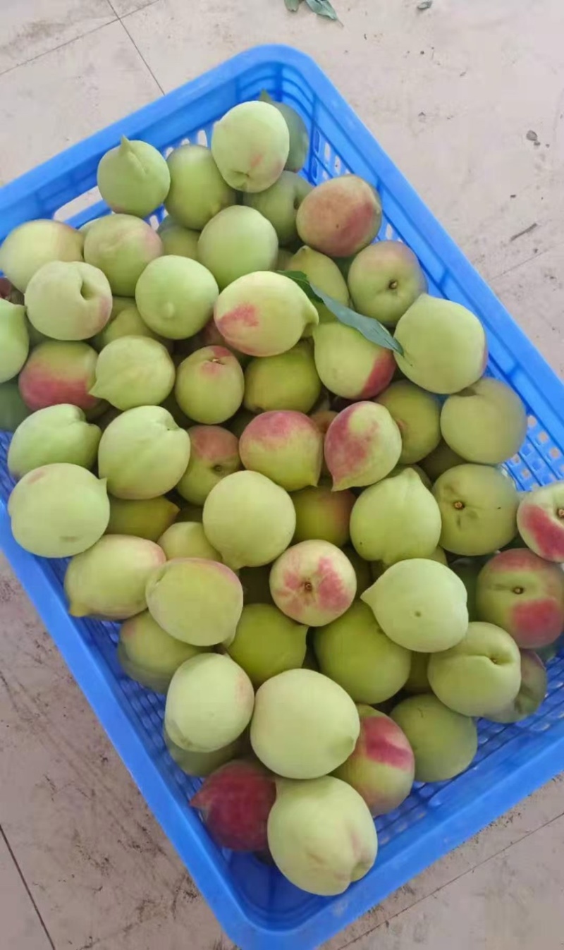 广东鹰嘴桃
