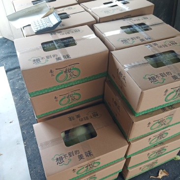 南汇玉菇甜瓜
