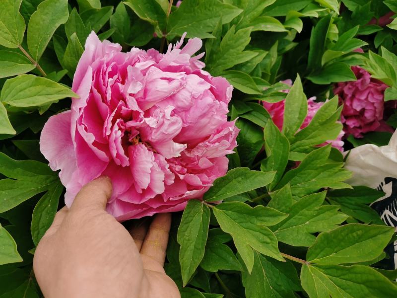 国花品种牡丹，花大特香，好栽易活，南北种植，菏泽发货。