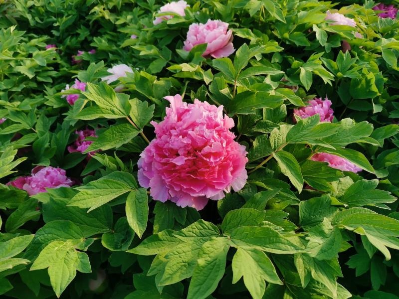 国花品种牡丹，花大特香，好栽易活，南北种植，菏泽发货。