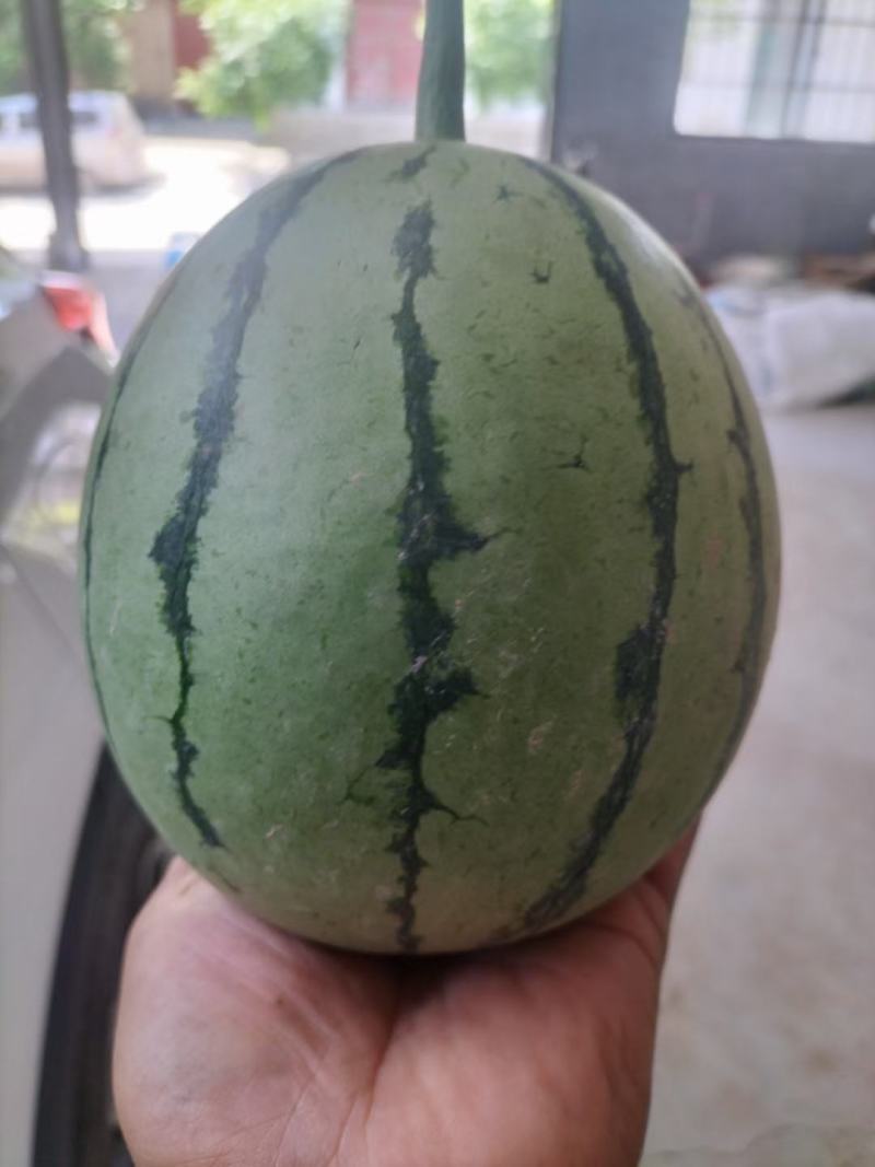 陕西小糖丸吊兰西瓜，产地直发，大量供应，