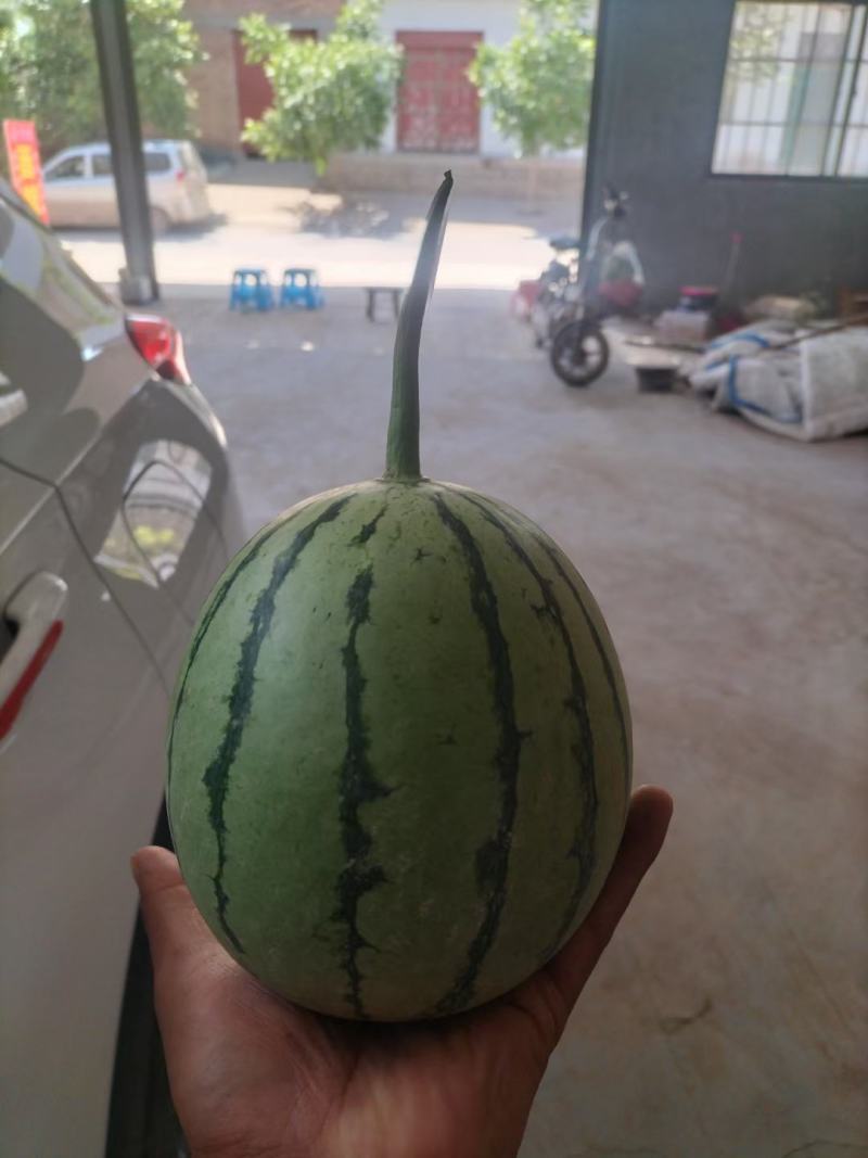 陕西小糖丸吊兰西瓜，产地直发，大量供应，