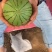 陕西小糖丸吊兰西瓜,产地直发,大量供应,