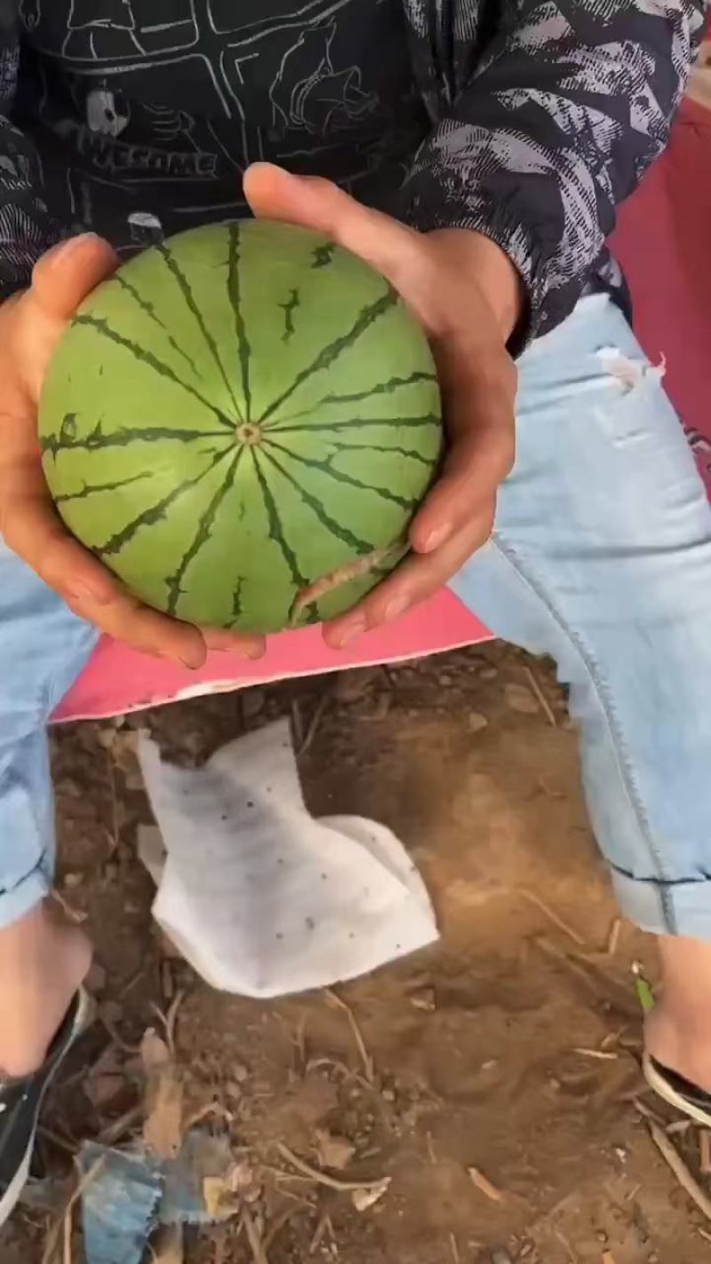 陕西小糖丸吊兰西瓜，产地直发，大量供应，