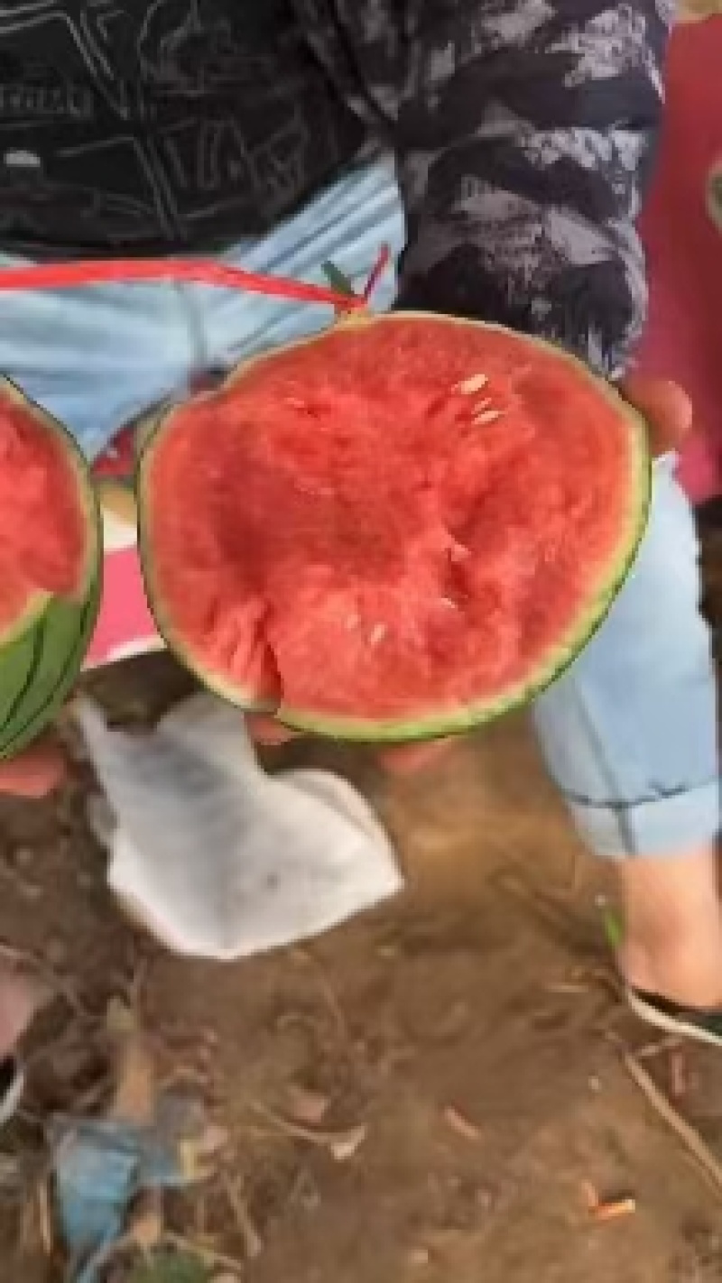 陕西小糖丸吊兰西瓜，产地直发，大量供应，