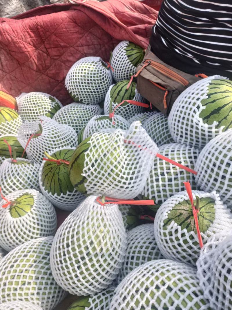陕西小糖丸吊兰西瓜，产地直发，大量供应，