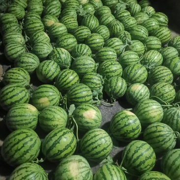 8424