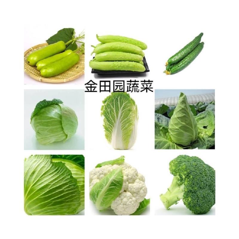 各种蔬菜产地批发/量大从优/全国发货/欢迎来电洽谈合作