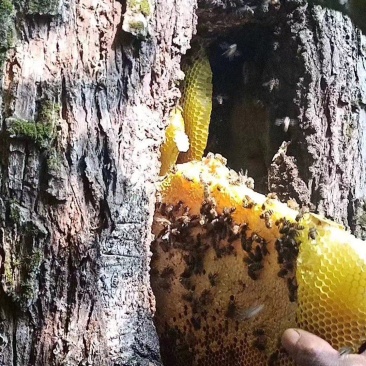 纯野生土蜂蜜无添加非家养纯野生高质量蜂蜜