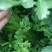 大棚芹菜