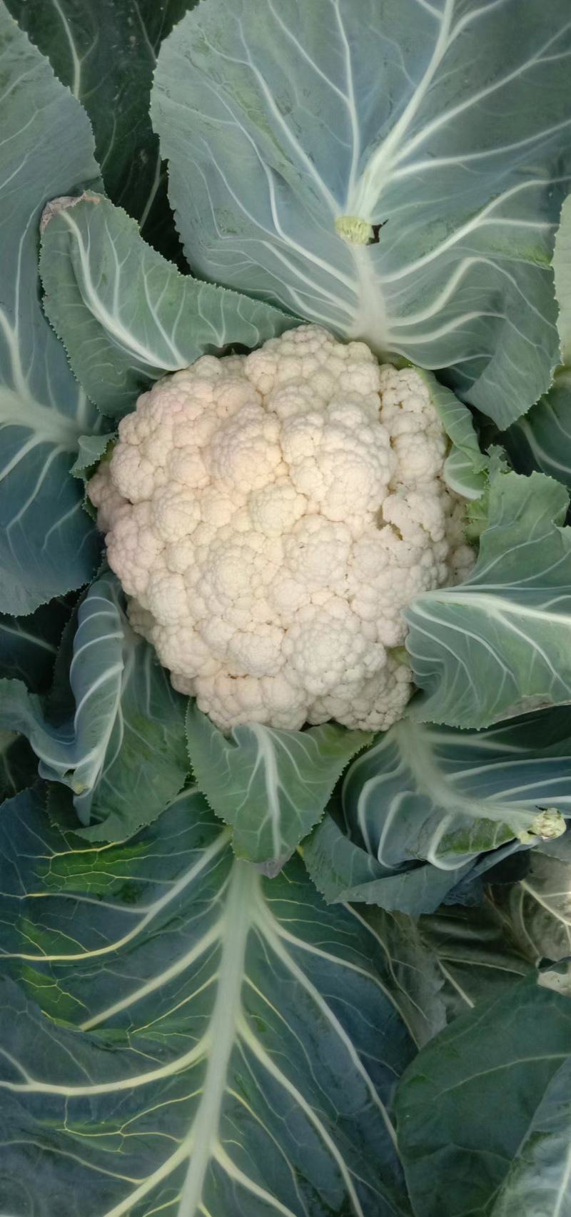 实花菜