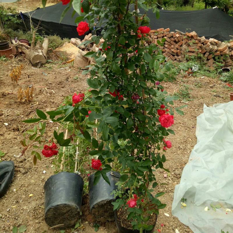 红木香花爬藤四季红木香黄木香花苗带花带土包邮发货