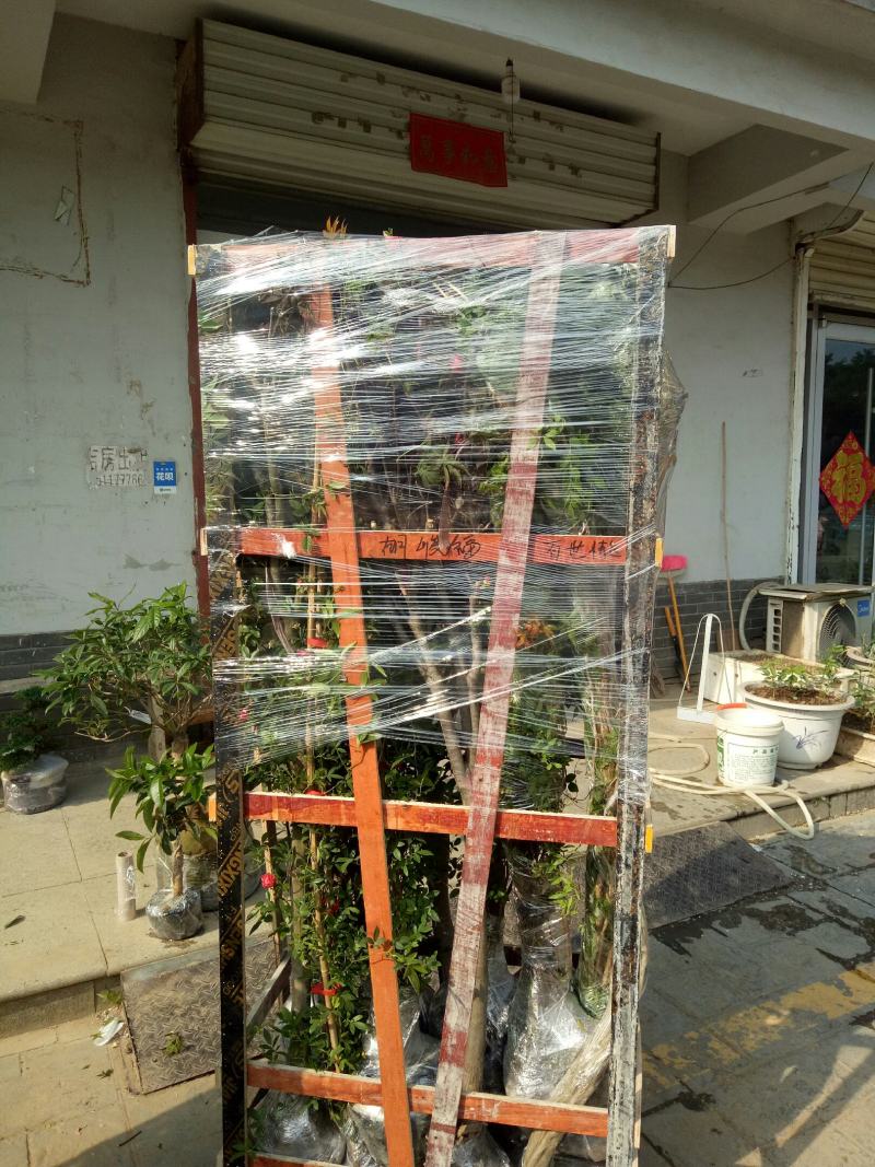 红木香花爬藤四季红木香黄木香花苗带花带土包邮发货