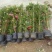红木香花爬藤四季红木香黄木香花苗带花带土包邮发货