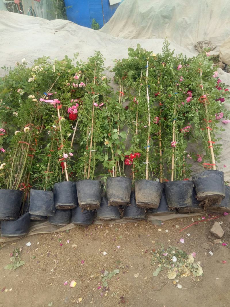 红木香花爬藤四季红木香黄木香花苗带花带土包邮发货