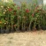 红木香花爬藤四季红木香黄木香花苗带花带土包邮发货