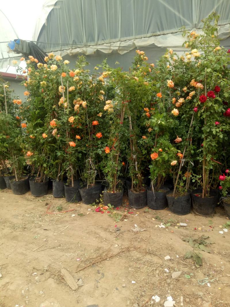 红木香花爬藤四季红木香黄木香花苗带花带土包邮发货