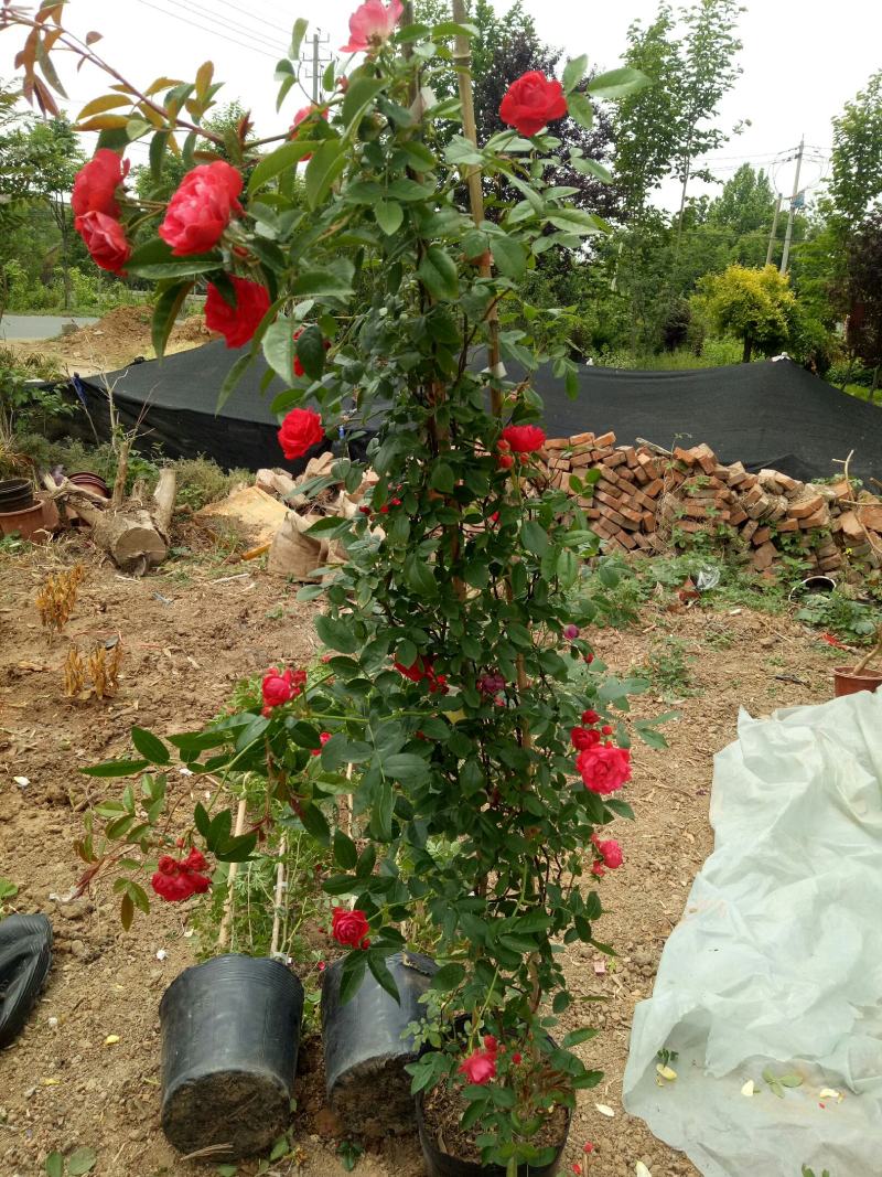 红木香花爬藤四季红木香黄木香花苗带花带土包邮发货