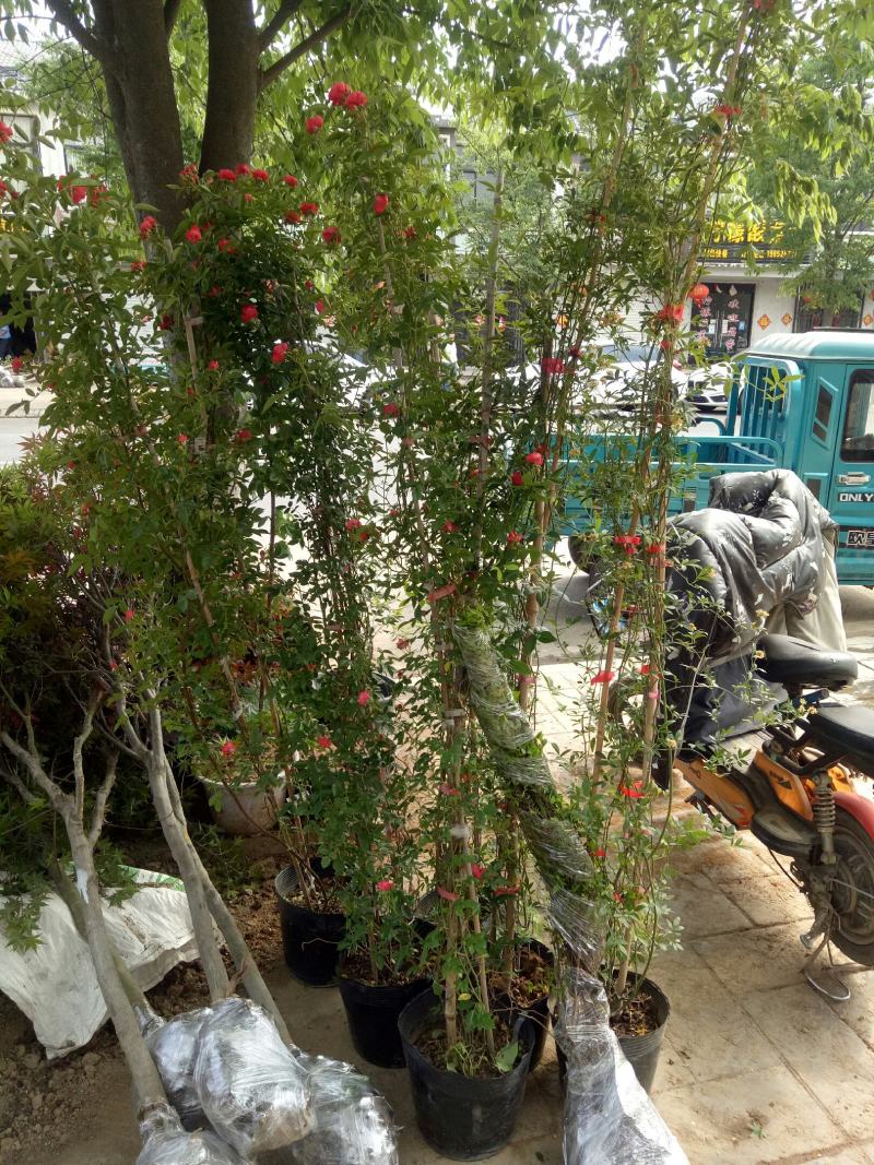 红木香花爬藤四季红木香黄木香花苗带花带土包邮发货