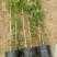 红木香花爬藤四季红木香黄木香花苗带花带土包邮发货