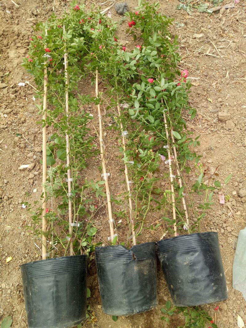 红木香花爬藤四季红木香黄木香花苗带花带土包邮发货