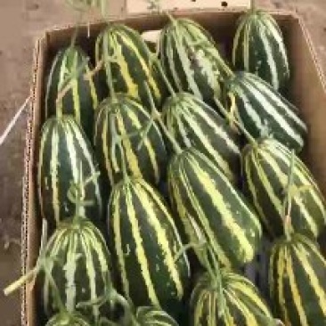 精品博洋系列甜瓜大量上市中