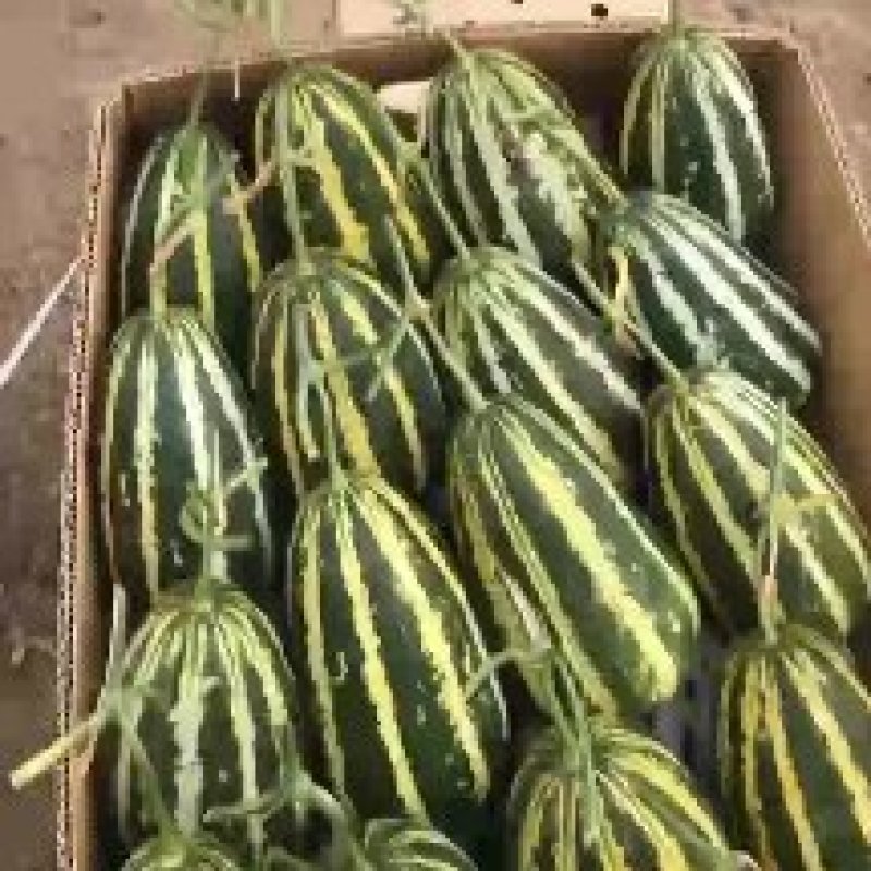 精品博洋系列甜瓜大量上市中