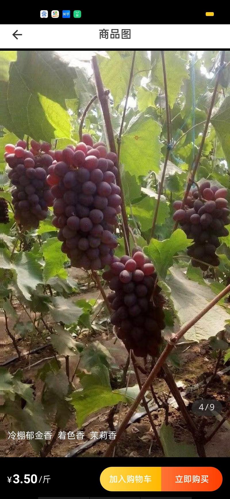葡萄优质