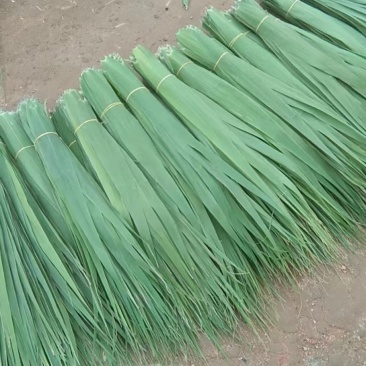 白洋淀苇叶粽子叶量大批发