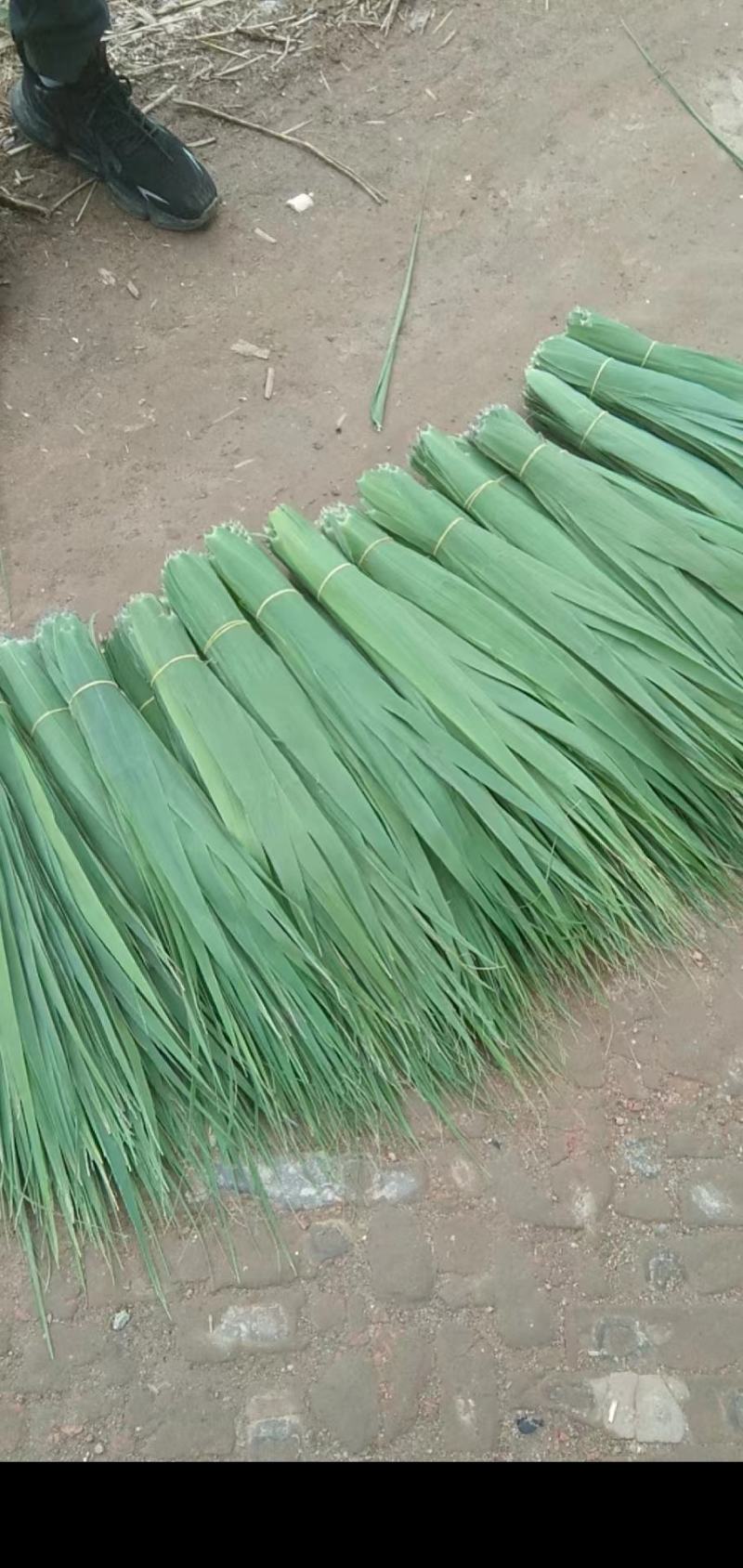 白洋淀苇叶粽子叶量大批发