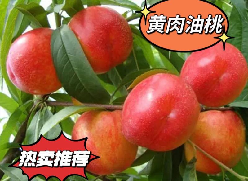 黄肉油桃中油系新鲜水果10斤装55MM以上快递包邮坏果包