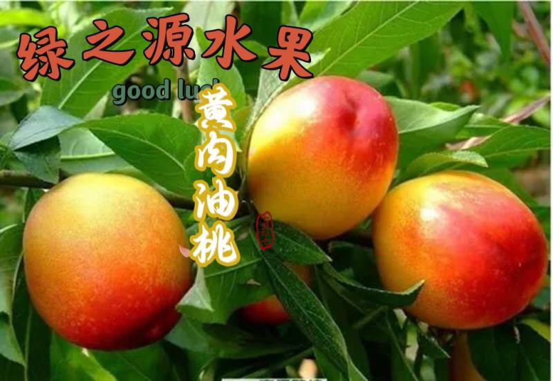 黄肉油桃中油系新鲜水果10斤装55MM以上快递包邮坏果包