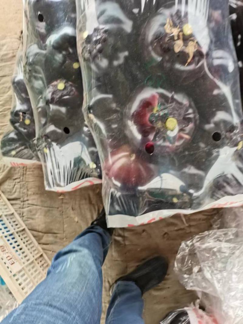优质精品紫圆茄大量上市中个头均匀品质保证量大从优