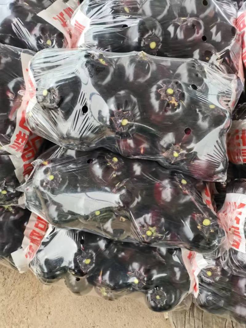 优质精品紫圆茄大量上市中个头均匀品质保证量大从优