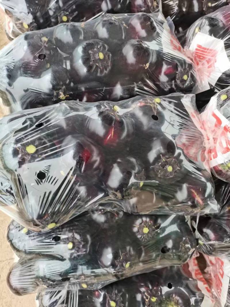 优质精品紫圆茄大量上市中个头均匀品质保证量大从优