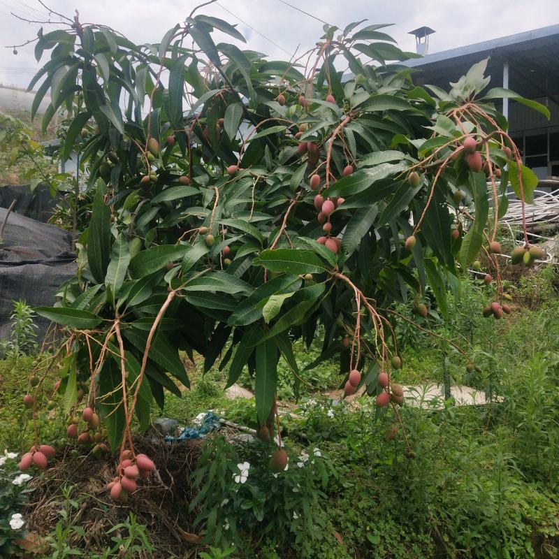 金煌红贵妃