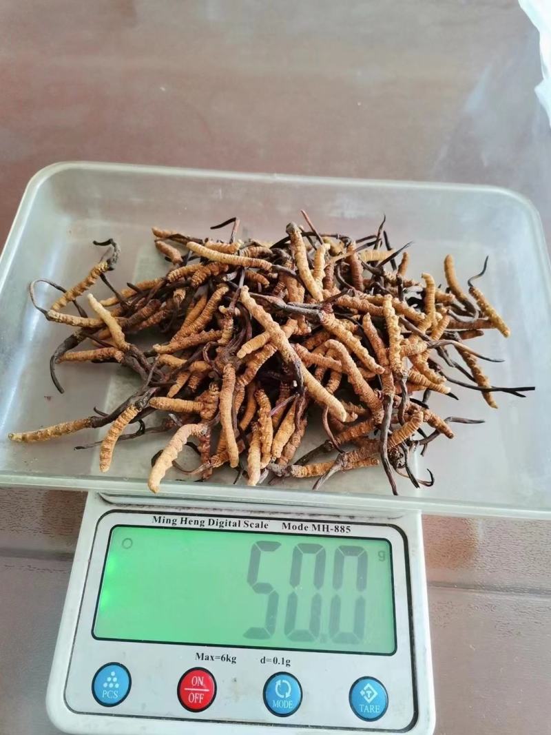 虫草精品冬虫夏草大量供应礼盒装一件代发