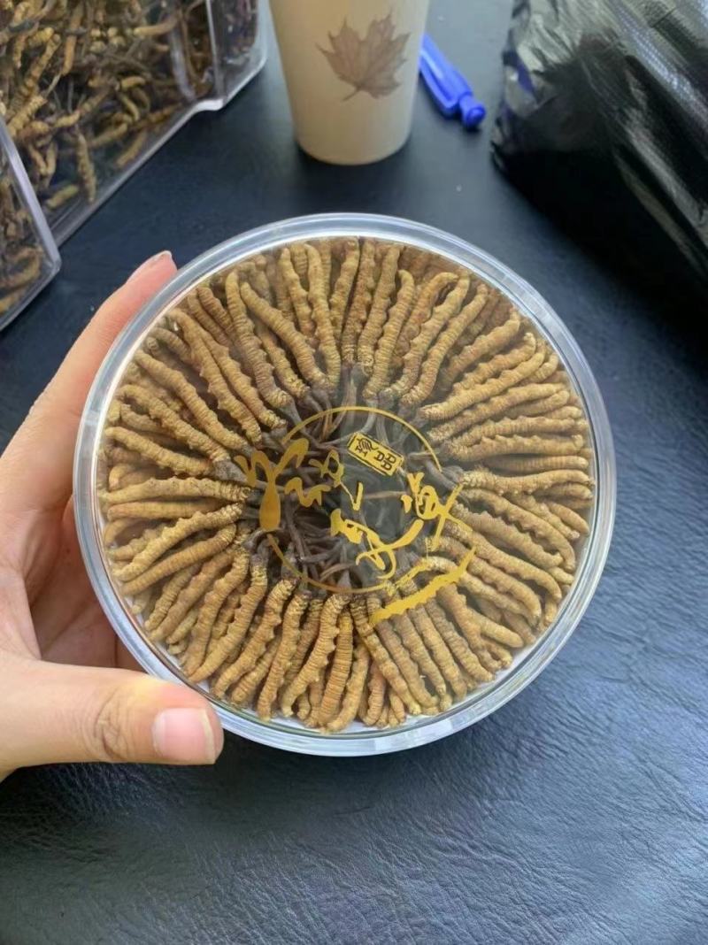 虫草精品冬虫夏草大量供应礼盒装一件代发