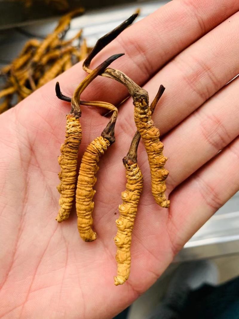 虫草精品冬虫夏草大量供应礼盒装一件代发
