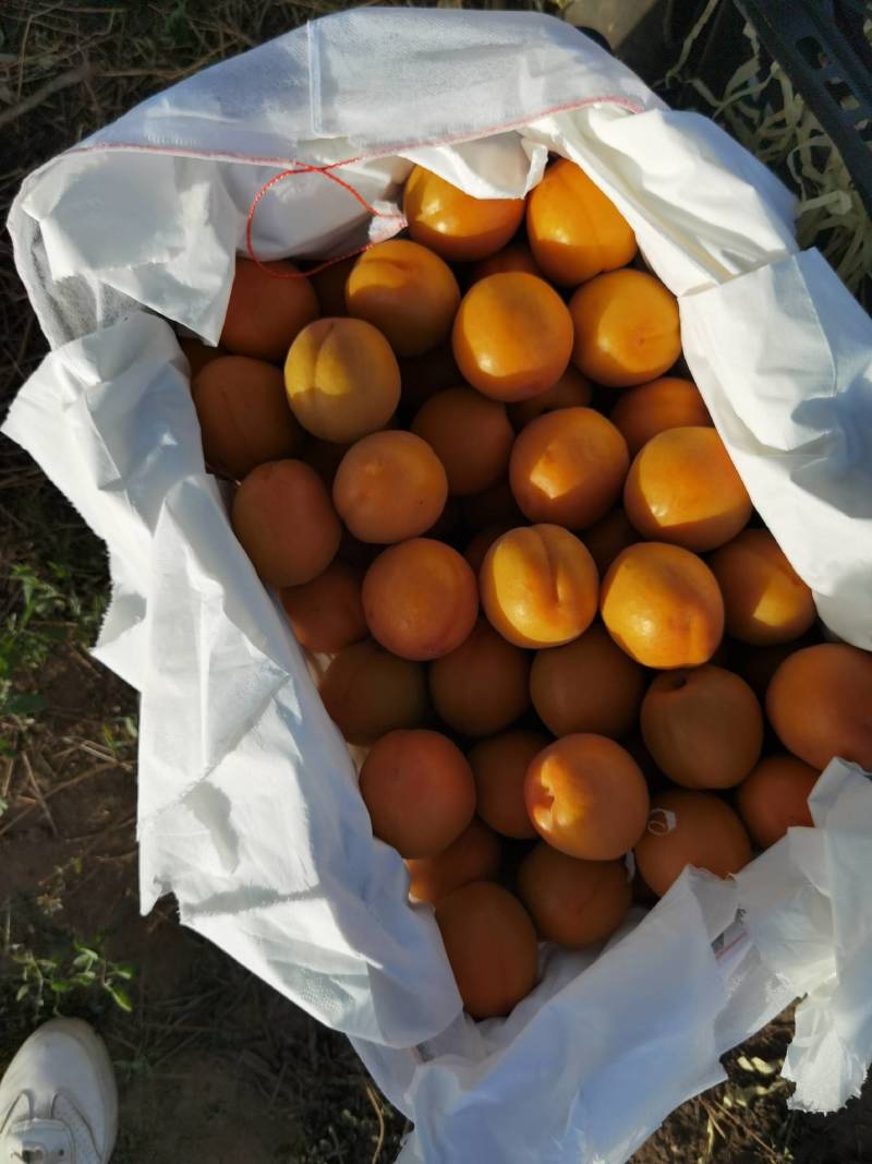 金太阳杏45mm以上个头大颜色好量大从优质量杠杠滴