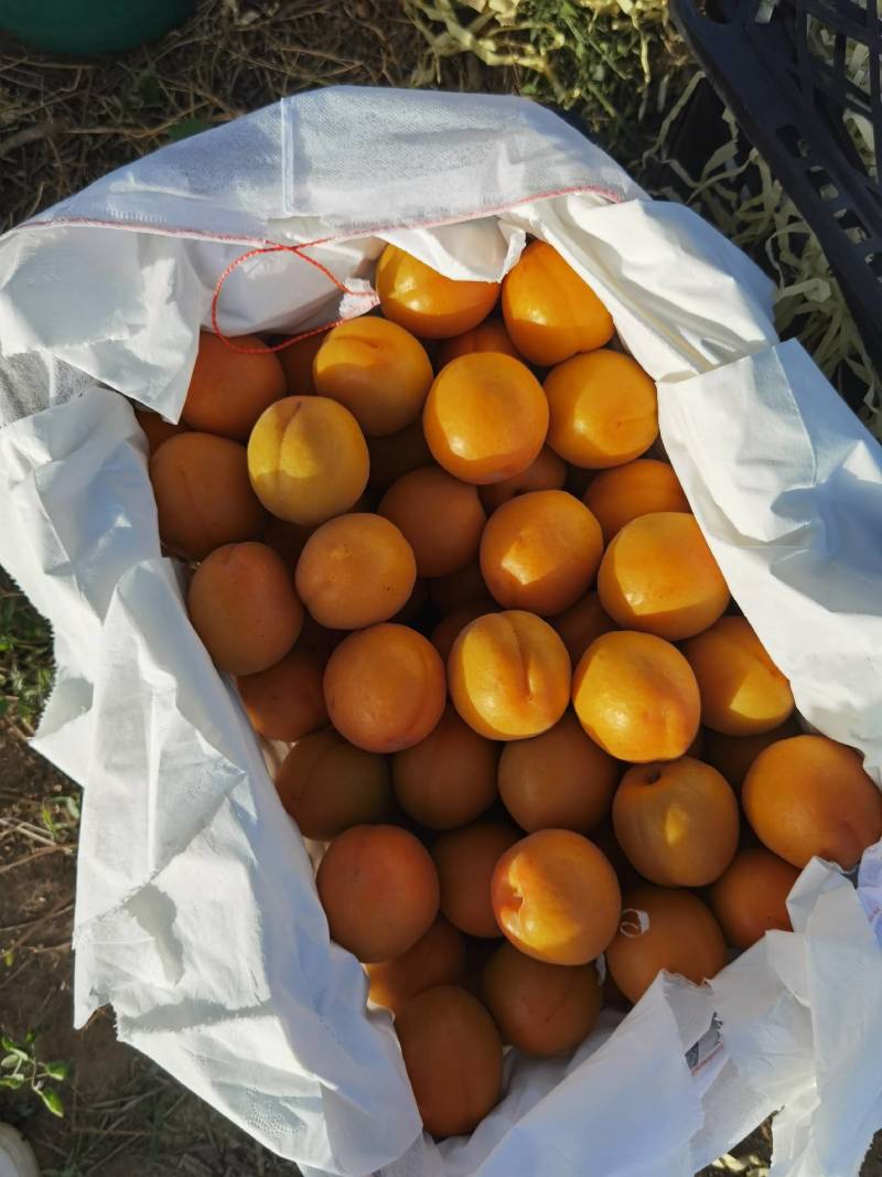 金太阳杏45mm以上个头大颜色好量大从优质量杠杠滴