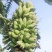 广西正宗苹果蕉粉蕉糯米蕉应季果蔬新鲜采摘整箱包邮
